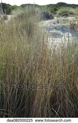 Stock Photography - Dune grass. Fotosearch