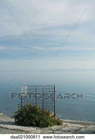 Stock Image - Edge of lake, plant growing in cage. Fotosearch