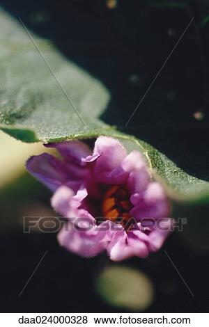 Eggplant flower bud, extreme close-up View Large Photo Image Stock Photo - Eggplant flower bud, extreme close-up. Fotosearch
