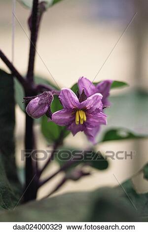 Eggplant plant in bloom, close-up View Large Photo Image Stock Photo - Eggplant plant in bloom, close-up. Fotosearch