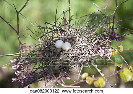 Eggs in bird nest View Large Photo Image Stock Image - Eggs in bird nest. Fotosearch