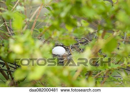 Eggs in bird nest View Large Photo Image Stock Image - Eggs in bird nest. Fotosearch