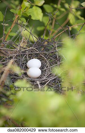Eggs in bird nest View Large Photo Image Stock Photo - Eggs in bird nest. Fotosearch
