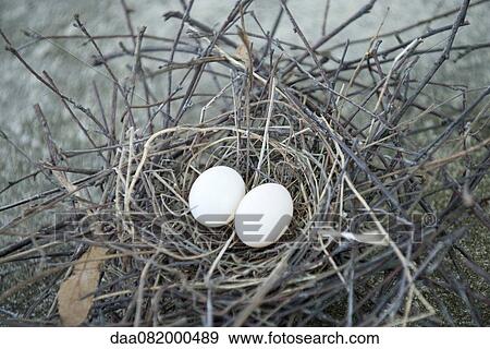 Stock Photo - Eggs in bird nest. Fotosearch