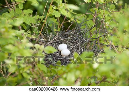 Stock Photograph - Eggs in bird nest. Fotosearch