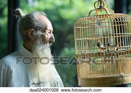 Elderly man wearing traditional Chinese clothing, looking at birds in cage View Large Photo Image Stock Photo - Elderly man wearing traditional Chinese clothing, looking at birds in cage. Fotosearch