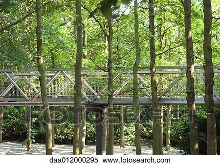 Elevated forest walkway View Large Photo Image Stock Photography - Elevated forest walkway. Fotosearch