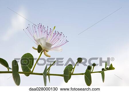 Eucalyptus branch in flower View Large Photo Image Stock Image - Eucalyptus branch in flower. Fotosearch