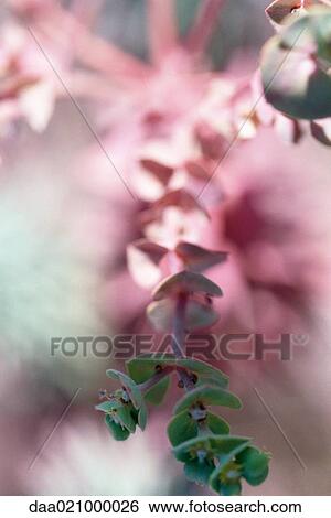 Eucalyptus View Large Photo Image Stock Photograph - Eucalyptus. Fotosearch