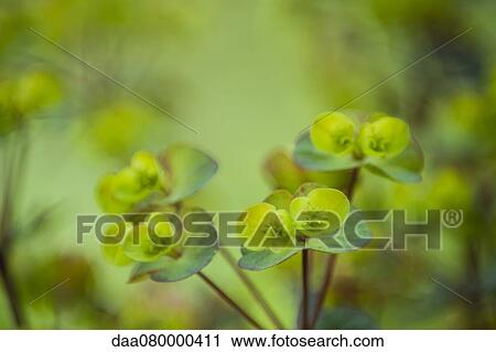 Euphorbia, close-up View Large Photo Image Stock Image - Euphorbia, close-up. Fotosearch
