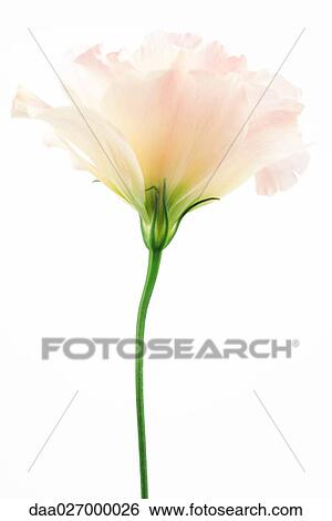 Eustoma flower, close-up, side view View Large Photo Image Stock Photograph - Eustoma flower, close-up, side view. Fotosearch