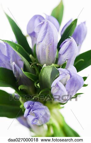 Eustoma View Large Photo Image Stock Photo - Eustoma. Fotosearch