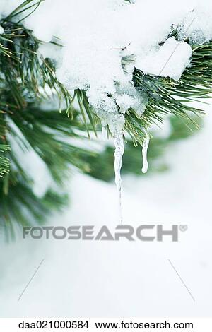 Evergreen branch covered with snow and icicles View Large Photo Image Picture - Evergreen branch covered with snow and icicles. Fotosearch