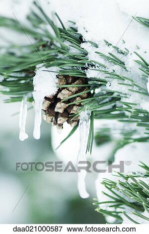Evergreen branch covered with snow and icicles View Large Photo Image Stock Photo - Evergreen branch covered with snow and icicles. Fotosearch