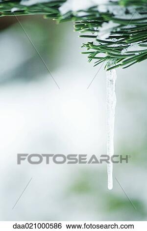 Evergreen branch covered with snow and icicles View Large Photo Image Stock Photograph - Evergreen branch covered with snow and icicles. Fotosearch