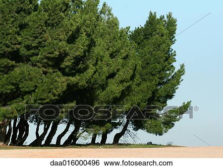 Evergreens View Large Photo Image Stock Photograph - Evergreens. Fotosearch
