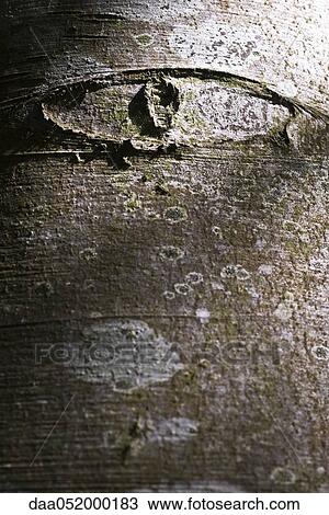 Stock Image - Eye-shaped knot on tree trunk. Fotosearch