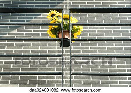 Stock Image - Fake sunflowers hanging on railing, low angle view. Fotosearch