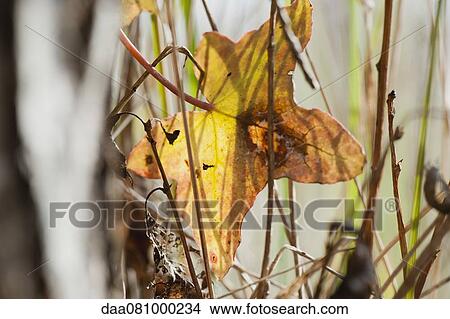 Fallen sycamore leaf View Large Photo Image Picture - Fallen sycamore leaf. Fotosearch