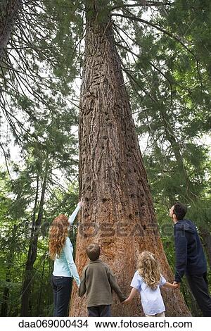 Family standing together at base of tall tree, holding hands, rear view View Large Photo Image Picture - Family standing together at base of tall tree, holding hands, rear view. Fotosearch