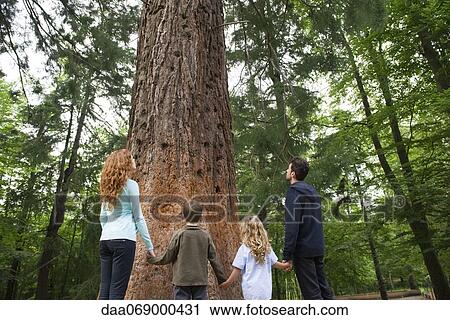 Family standing together at base of tall tree, holding hands, rear view View Large Photo Image Stock Image - Family standing together at base of tall tree, holding hands, rear view. Fotosearch