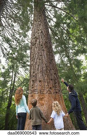 Family standing together at base of tall tree, holding hands, rear view View Large Photo Image Stock Image - Family standing together at base of tall tree, holding hands, rear view. Fotosearch
