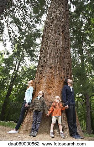 Family standing together at base of tall tree, holding hands View Large Photo Image Stock Image - Family standing together at base of tall tree, holding hands. Fotosearch