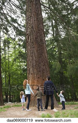 Family standing together at base of tall tree, holding hands, rear view View Large Photo Image Stock Photo - Family standing together at base of tall tree, holding hands, rear view. Fotosearch