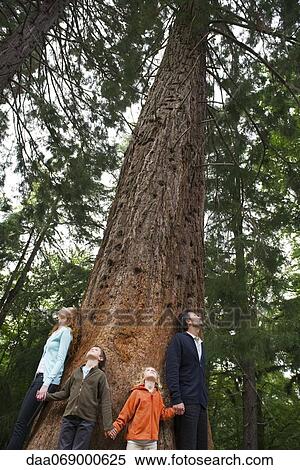 Family standing together at base of tall tree, holding hands View Large Photo Image Stock Photography - Family standing together at base of tall tree, holding hands. Fotosearch