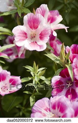 Farewell to Spring (Clarkia amoena) View Large Photo Image Stock Image - Farewell to Spring (Clarkia amoena). Fotosearch