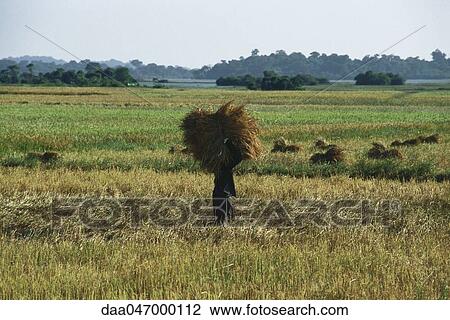 Stock Image - Farmer harvesting rice, China. Fotosearch
