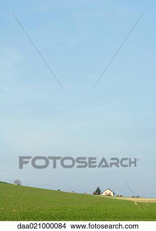 Farmhouse and green pastures, cows grazing in distance View Large Photo Image Picture - Farmhouse and green pastures, cows grazing in distance. Fotosearch