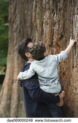 Father and young son touching tree trunk View Large Photo Image Stock Photo - Father and young son touching tree trunk. Fotosearch