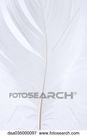Feather, close-up, cropped View Large Photo Image Stock Photo - Feather, close-up, cropped. Fotosearch