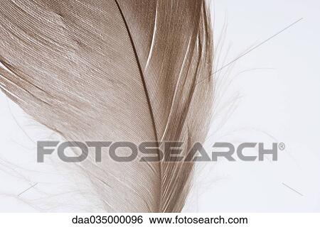 Feather, close-up, cropped View Large Photo Image Stock Photograph - Feather, close-up, cropped. Fotosearch
