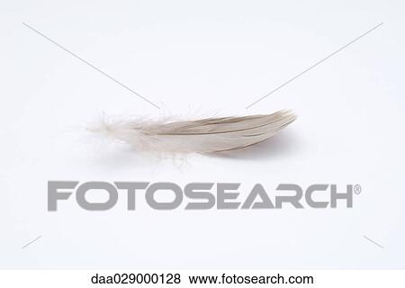 Stock Photo - Feather, close-up. Fotosearch