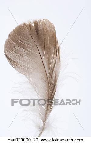 Feather, close-up View Large Photo Image Stock Photo - Feather, close-up. Fotosearch