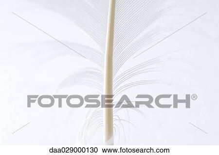 Feather, extreme close-up View Large Photo Image Stock Image - Feather, extreme close-up. Fotosearch