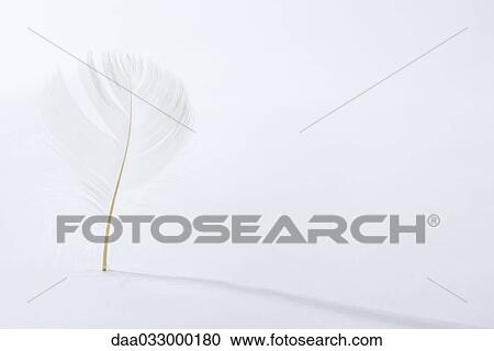 Feather standing on quill, casting shadow View Large Photo Image Stock Image - Feather standing on quill, casting shadow. Fotosearch