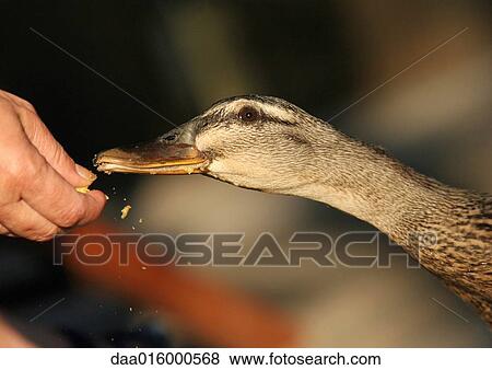 Female mallard duck eating from man's hand View Large Photo Image Stock Photo - Female mallard duck eating from man's hand. Fotosearch