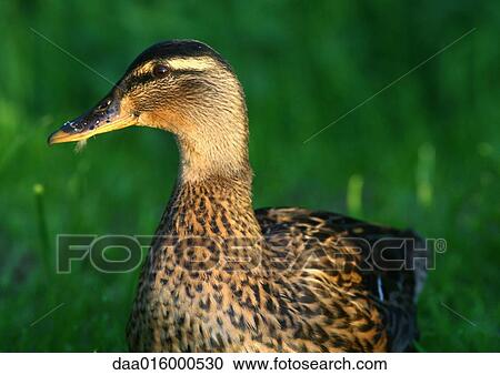 Female mallard duck View Large Photo Image Stock Image - Female mallard duck. Fotosearch
