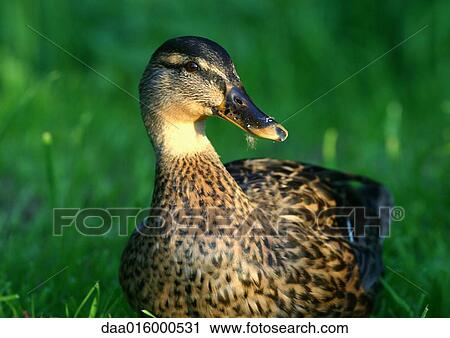 Female mallard duck View Large Photo Image Stock Image - Female mallard duck. Fotosearch