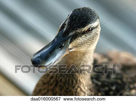 Female mallard duck View Large Photo Image Stock Photo - Female mallard duck. Fotosearch