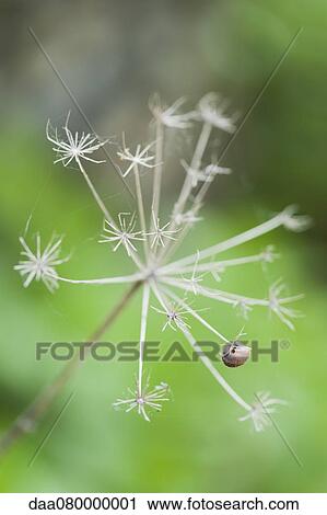 Fennel seedhead View Large Photo Image Stock Image - Fennel seedhead. Fotosearch