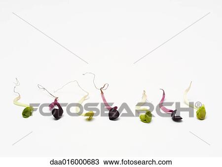 Fenugreek and radish sprouts View Large Photo Image Stock Image - Fenugreek and radish sprouts. Fotosearch