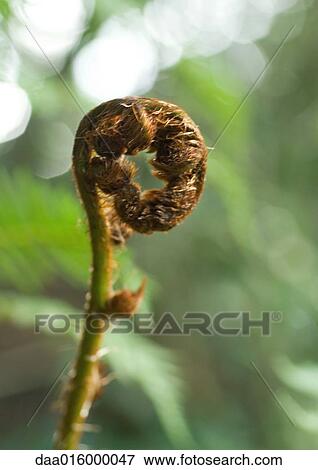 Fern fiddlehead View Large Photo Image Stock Photo - Fern fiddlehead. Fotosearch