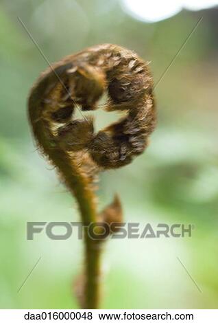 Fern fiddlehead View Large Photo Image Stock Photo - Fern fiddlehead. Fotosearch