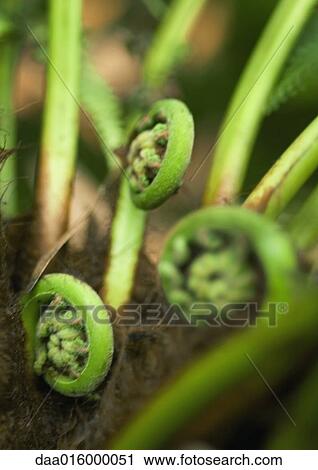 Fern fiddleheads View Large Photo Image Stock Image - Fern fiddleheads. Fotosearch