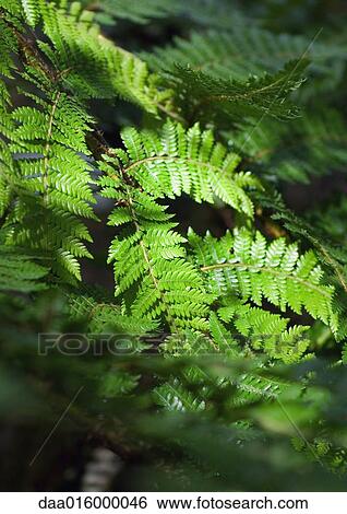 Ferns View Large Photo Image Stock Photograph - Ferns. Fotosearch