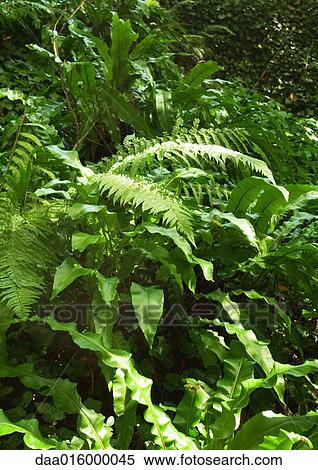 Ferns View Large Photo Image Stock Photography - Ferns. Fotosearch